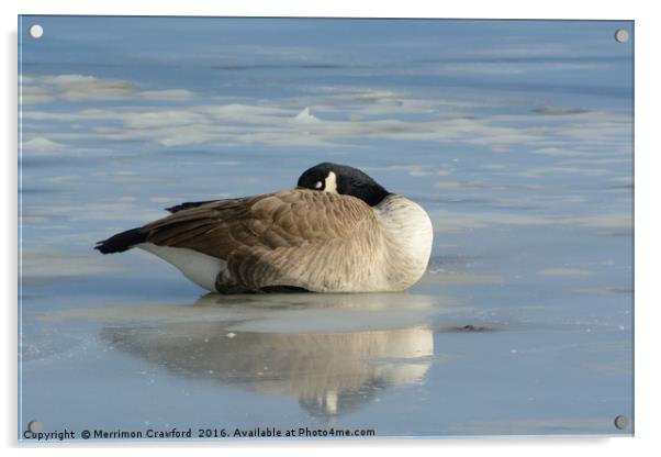 Canada Goose resting on frozen lake Acrylic by Merrimon Crawford