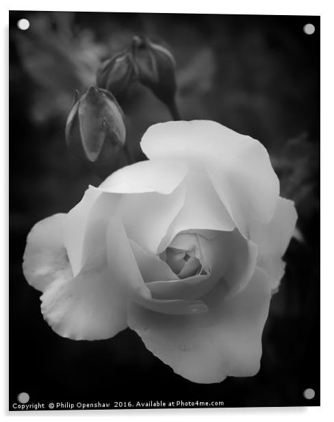 Monochrome Rose Acrylic by Philip Openshaw