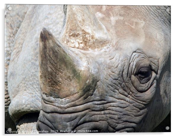 close up portrait of a black rhinoceros Acrylic by Philip Openshaw