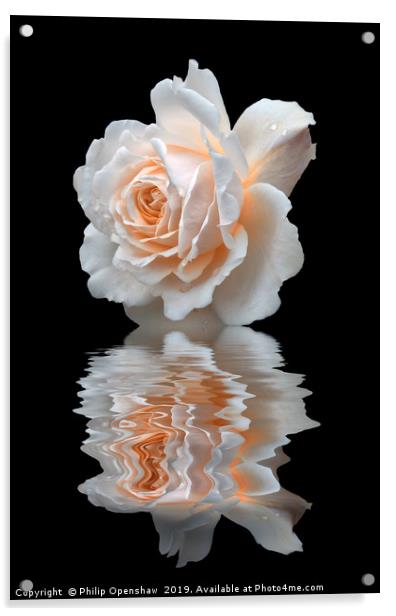 pale white rose reflected on black water Acrylic by Philip Openshaw