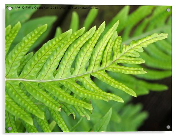 Hard fern in close  Acrylic by Philip Openshaw