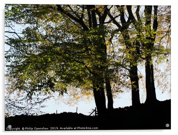 evening beech trees Acrylic by Philip Openshaw