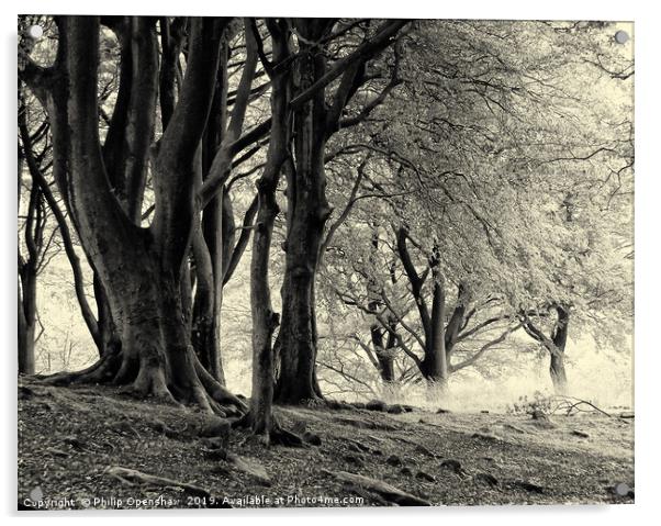 monochrome imisty beech woodland Acrylic by Philip Openshaw