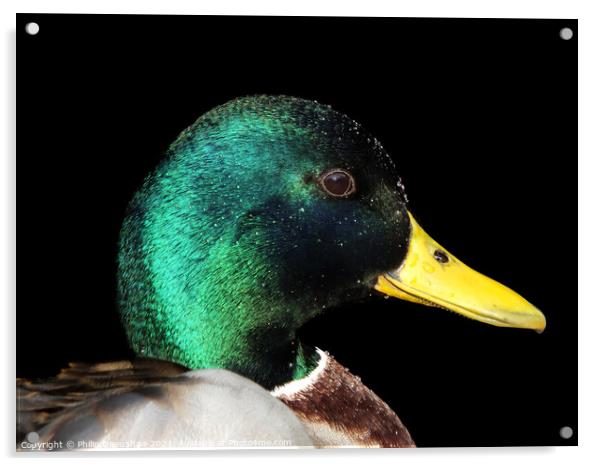 Portrait of a male Mallard Duck  Acrylic by Philip Openshaw