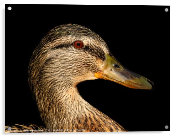 Close up portrait of the head of a female Mallard Duck Acrylic by Philip Openshaw