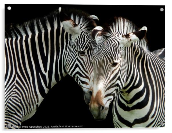 Two Grevys Zebras Acrylic by Philip Openshaw