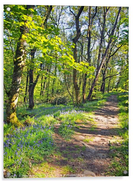 wild english bluebells woodland path - Hardcastle Crags Acrylic by Philip Openshaw