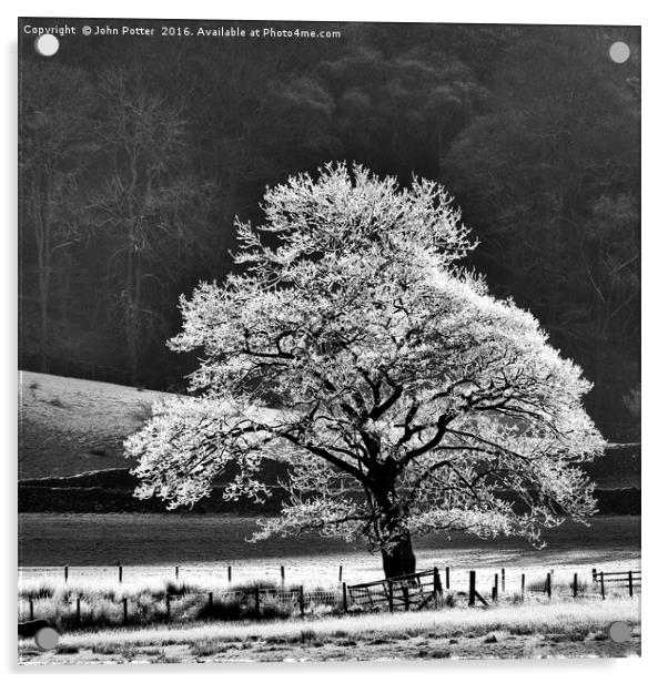 Oak Tree Hoar Frost Acrylic by John Potter