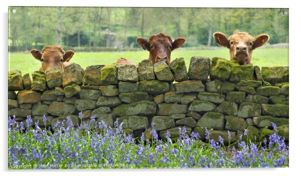 Curious Cows Nidderdale The Yorkshire Dales Acrylic by John Potter