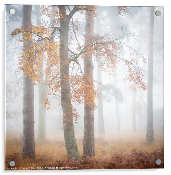 Autumn Woodland Daybreak Acrylic by John Potter