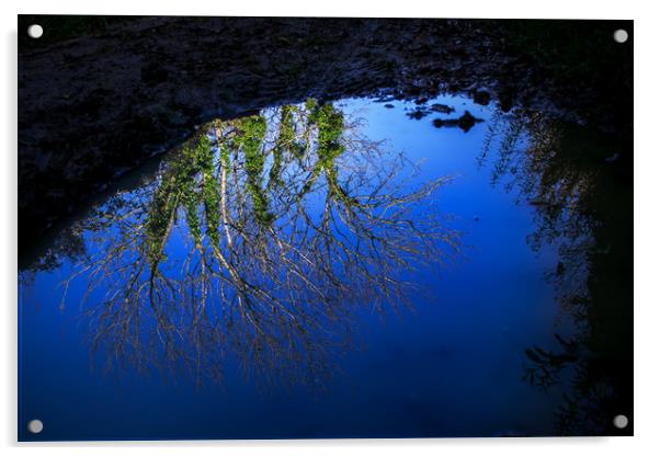 Tree branches, blue sky reflected in water puddle Acrylic by André Jorge