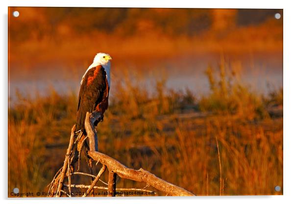 African Fish Eagle Acrylic by Richard West