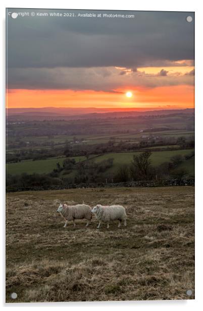 Sheep grazing at sunset Acrylic by Kevin White