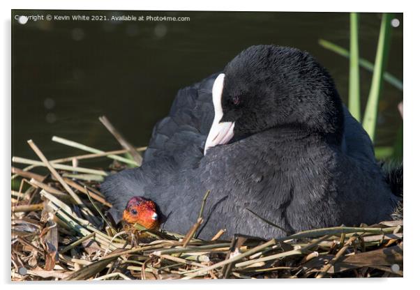 Coot with new chick Acrylic by Kevin White