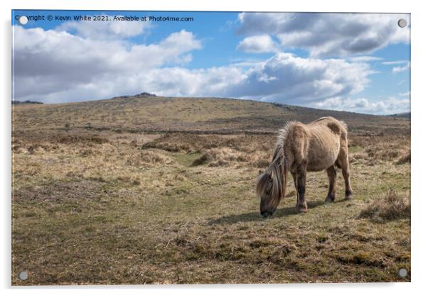 Dartmoor pony Acrylic by Kevin White