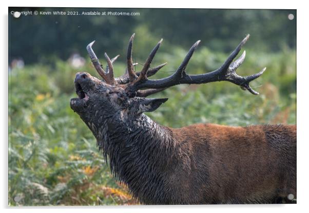 Red Stag roaring  Acrylic by Kevin White