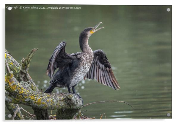 Immature Cormorant Acrylic by Kevin White