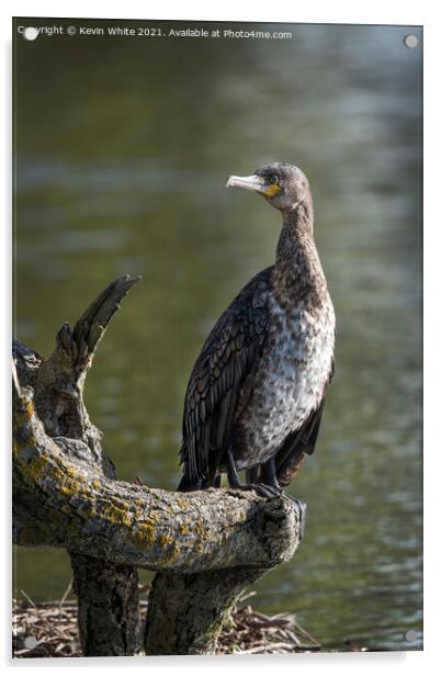 Juvenille Cormorant Acrylic by Kevin White