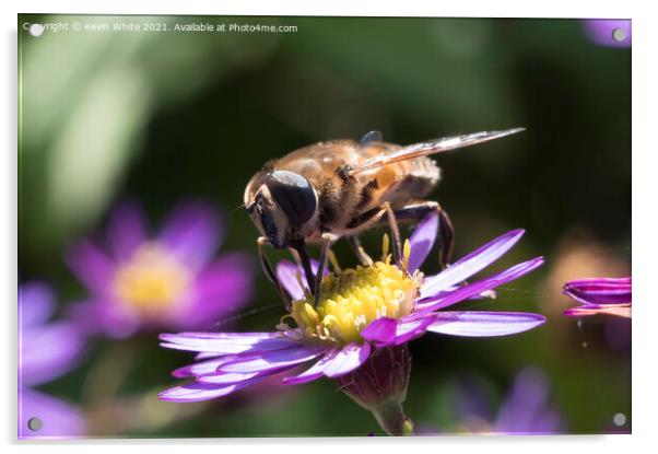 Pollinators Acrylic by Kevin White