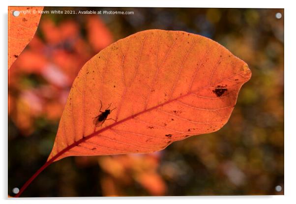 Autumn leaves with insect Acrylic by Kevin White