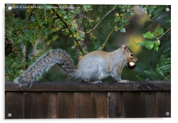 Common grey squirrel Acrylic by Kevin White
