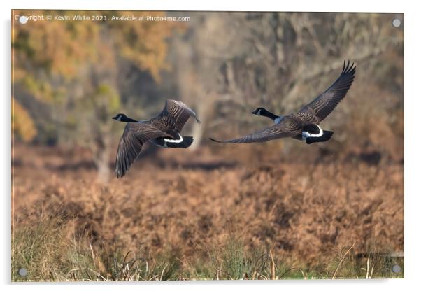 Canada geese in flight Acrylic by Kevin White