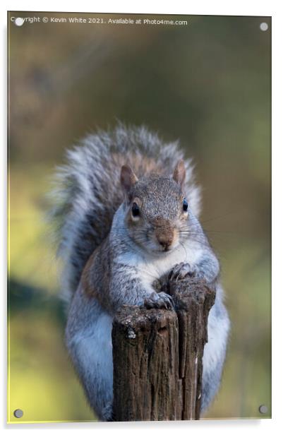 Portrait of a squirrel Acrylic by Kevin White