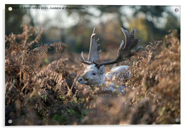 Young stag hiding Acrylic by Kevin White