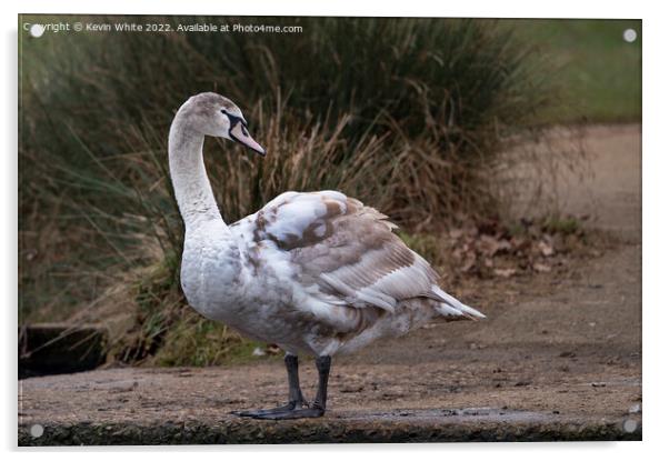 Young Mute Swan Acrylic by Kevin White