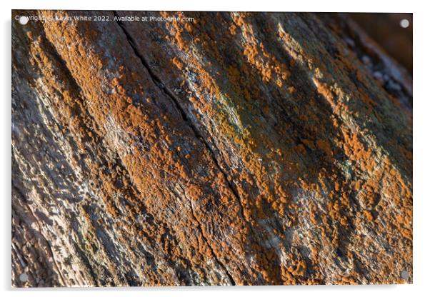Orange lichen Acrylic by Kevin White