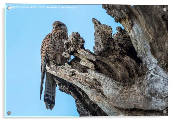 Kestrel nesting in hollow of tree Acrylic by Kevin White