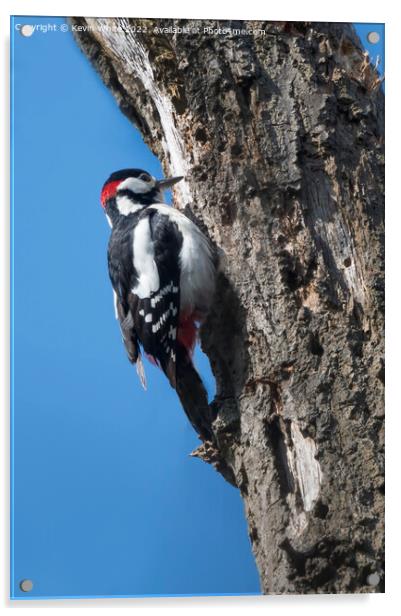 Great Spotted woodpecker Acrylic by Kevin White