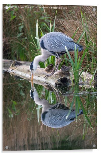 Grey heron looking at reflection Acrylic by Kevin White