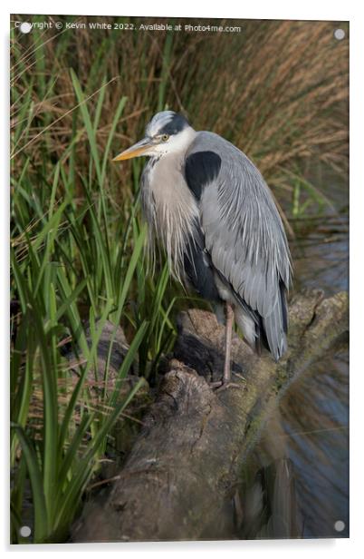 Grey heron looking for food  Acrylic by Kevin White