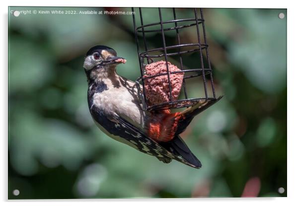 Woodpecker on garden feeder Acrylic by Kevin White