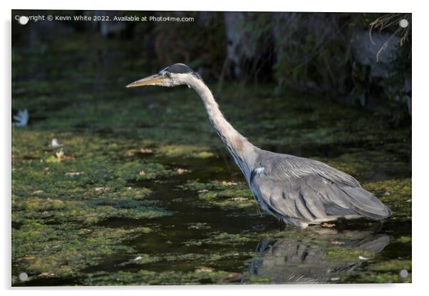 Heron about to pounce Acrylic by Kevin White