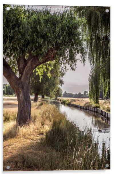 Backlit willow tree over stream Acrylic by Kevin White