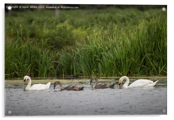 Mute swans teaching cygnets how to find food Acrylic by Kevin White