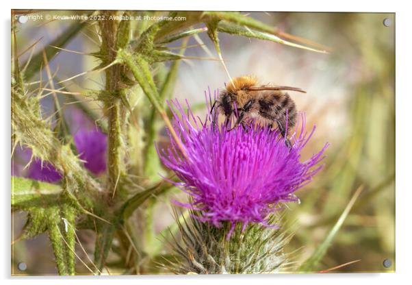 Bee on thistle plant Acrylic by Kevin White