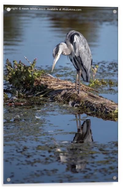 Grey Heron looking intensely waiting for fish to appear Acrylic by Kevin White