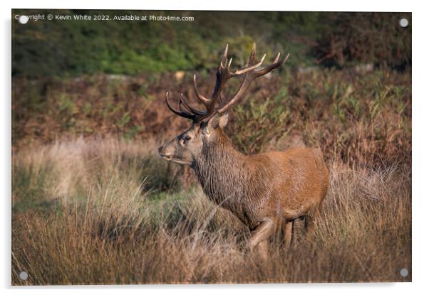 Red deer stag has picked up a female scent Acrylic by Kevin White