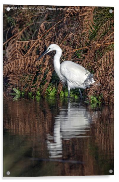 Egret looking for his morning breakfast Acrylic by Kevin White