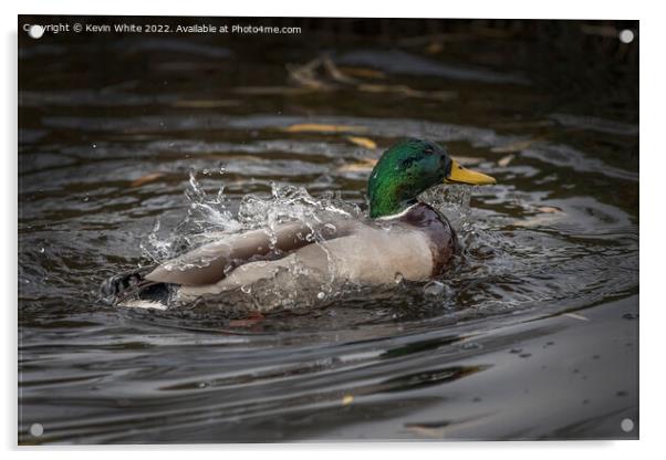 What a splash from a Mallard duck Acrylic by Kevin White