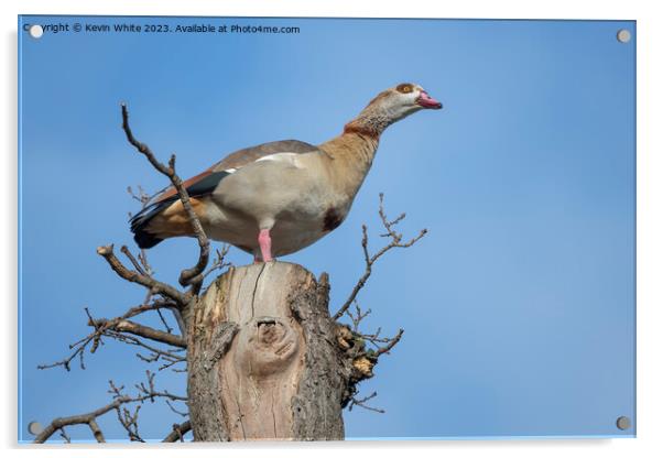 Egyptian goose  has the advantage of watching from high up a tre Acrylic by Kevin White