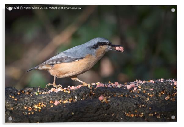Nuthatch feeding at nature reserve Warnham in Southern England Acrylic by Kevin White