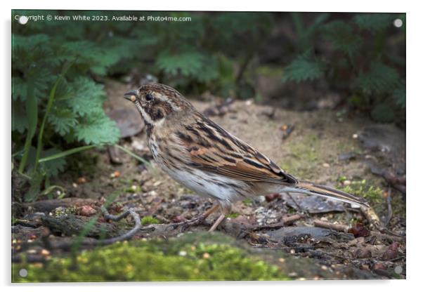 Female Reed Bunting Acrylic by Kevin White