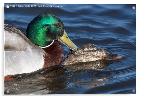 Close up Mallard ducks mating Acrylic by Kevin White