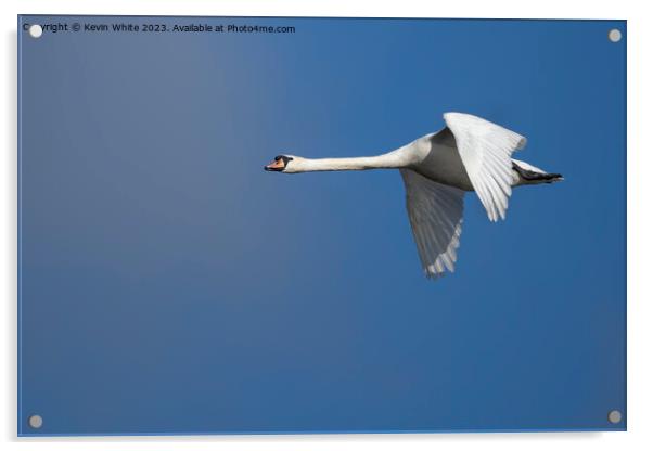 Mute swan gliding through the air Acrylic by Kevin White