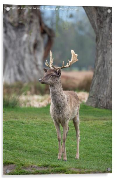 Impressive first set of antlers on young fallow deer Acrylic by Kevin White