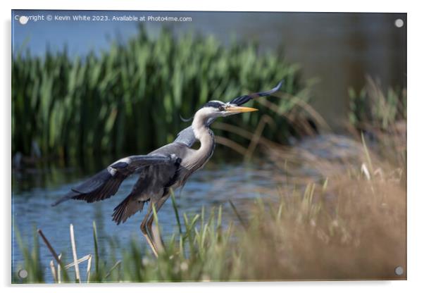Grey heron about to land Acrylic by Kevin White